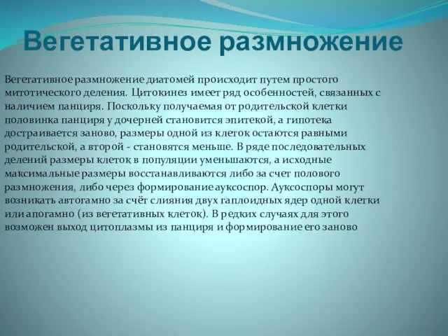 Вегетативное размножение Вегетативное размножение диатомей происходит путем простого митотического деления. Цитокинез