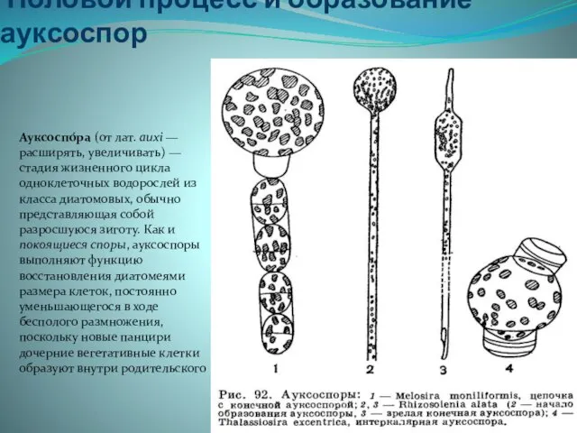 Половой процесс и образование ауксоспор Ауксоспо́ра (от лат. auxi — расширять,