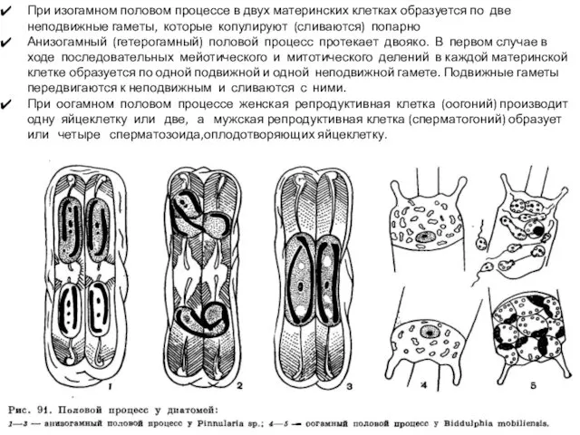 При изогамном половом процессе в двух материнских клетках образуется по две