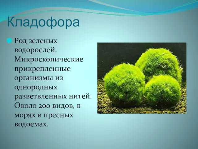 Кладофора Род зеленых водорослей. Микроскопические прикрепленные организмы из однородных разветвленных нитей.
