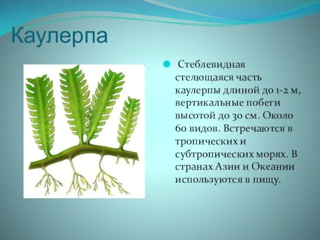 Каулерпа Стеблевидная стелющаяся часть каулерпы длиной до 1-2 м, вертикальные побеги