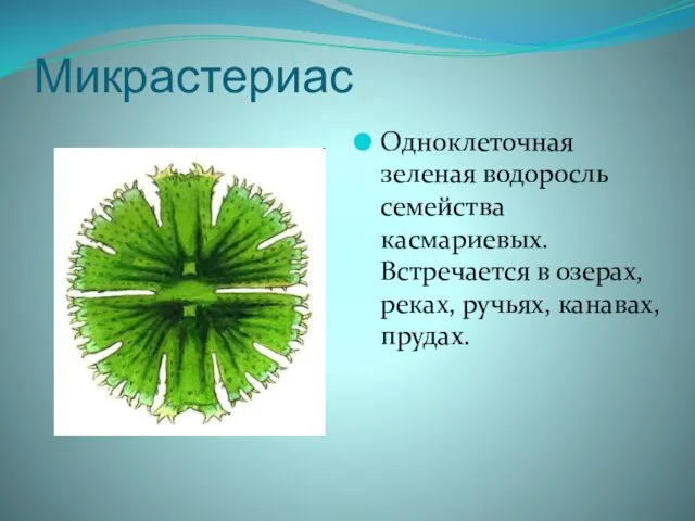 Микрастериас Одноклеточная зеленая водоросль семейства касмариевых. Встречается в озерах, реках, ручьях, канавах, прудах.
