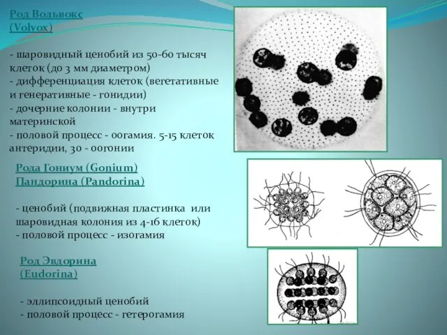 Род Вольвокс (Volvox) - шаровидный ценобий из 50-60 тысяч клеток (до