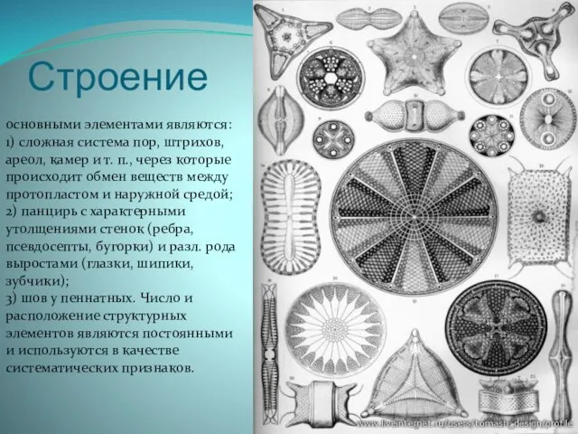 Строение основными элементами являются: 1) сложная система пор, штрихов, ареол, камер