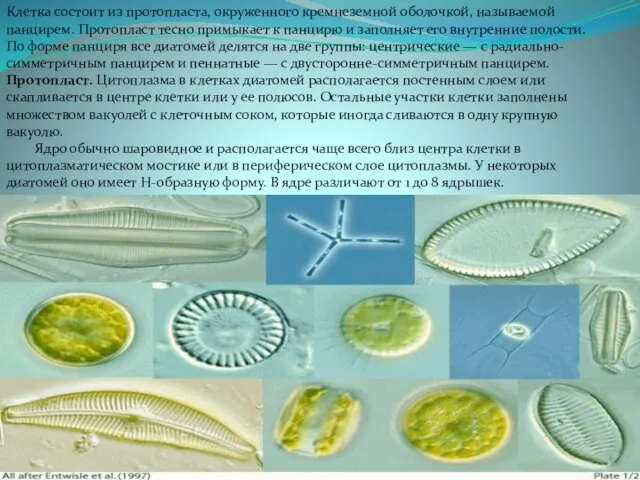 Клетка состоит из протопласта, окруженного кремнеземной оболочкой, называемой панцирем. Протопласт тесно