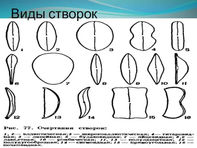 Виды створок