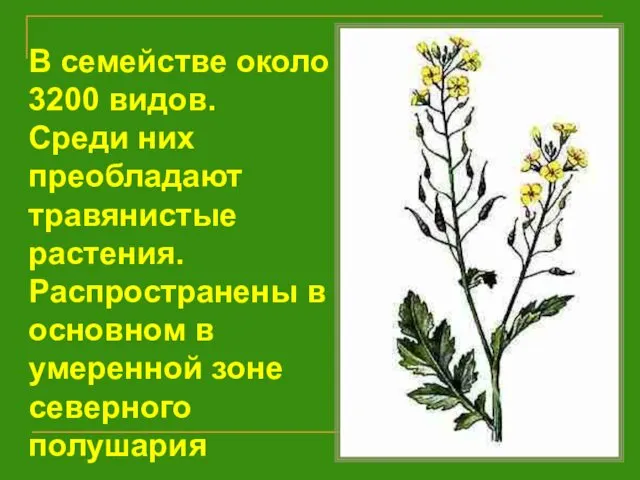 В семействе около 3200 видов. Среди них преобладают травянистые растения. Распространены