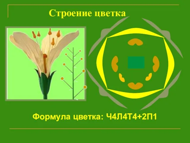 Строение цветка Формула цветка: Ч4Л4Т4+2П1