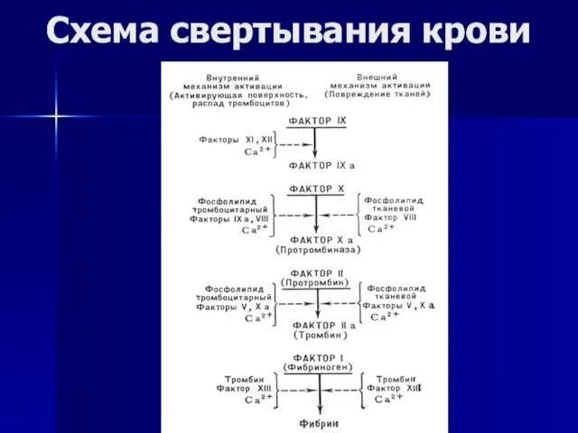 Схема свертывания крови