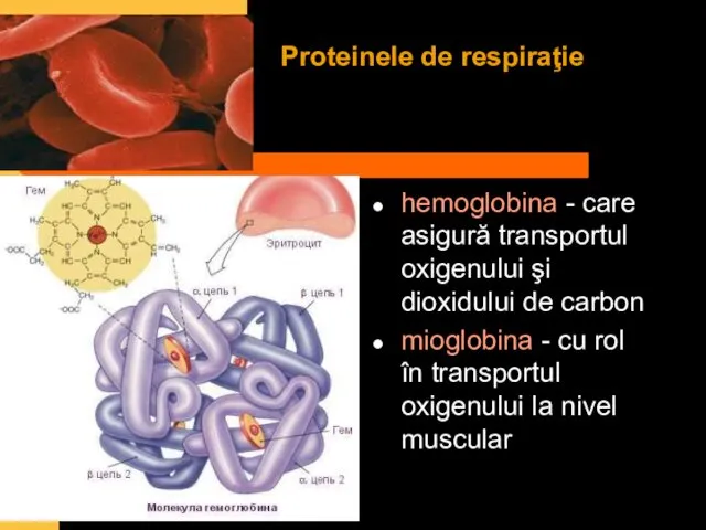 Proteinele de respiraţie hemoglobina - care asigură transportul oxigenului şi dioxidului