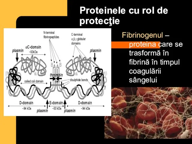 Proteinele cu rol de protecţie Fibrinogenul – proteina care se trasformă