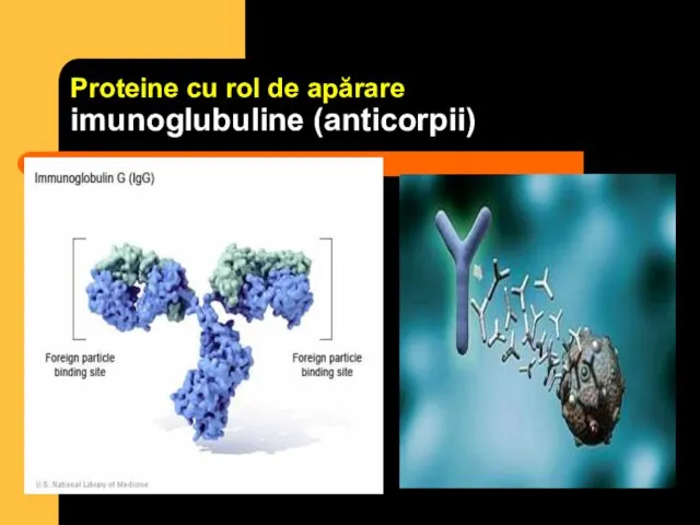 Proteine cu rol de apărare imunoglubuline (anticorpii)