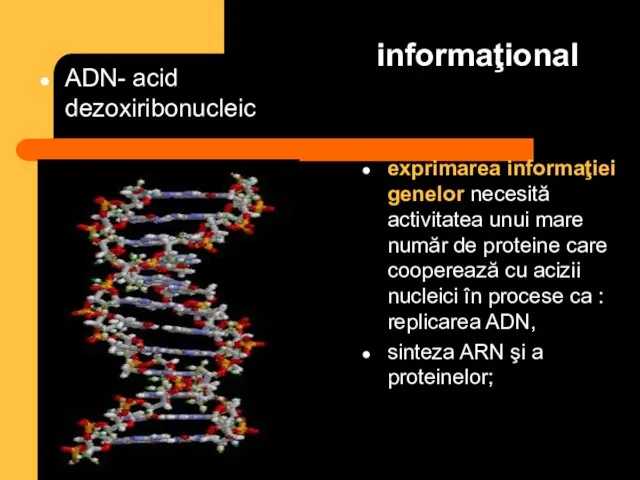 informaţional ADN- acid dezoxiribonucleic exprimarea informaţiei genelor necesită activitatea unui mare