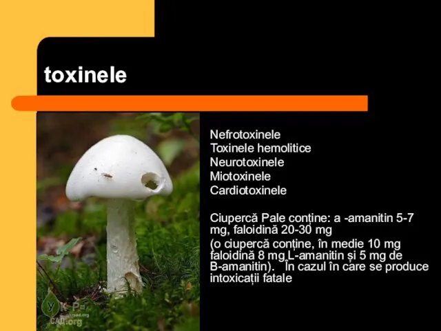 toxinele Nefrotoxinele Toxinele hemolitice Neurotoxinele Miotoxinele Cardiotoxinele Ciupercă Pale conține: a