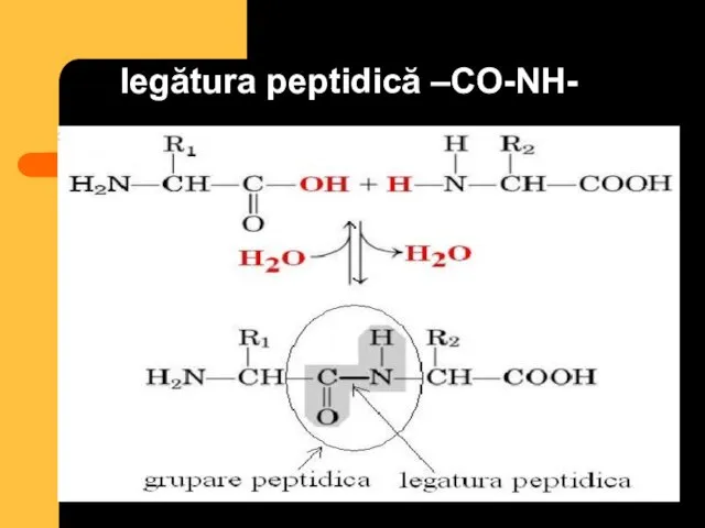 legătura peptidică –CO-NH-