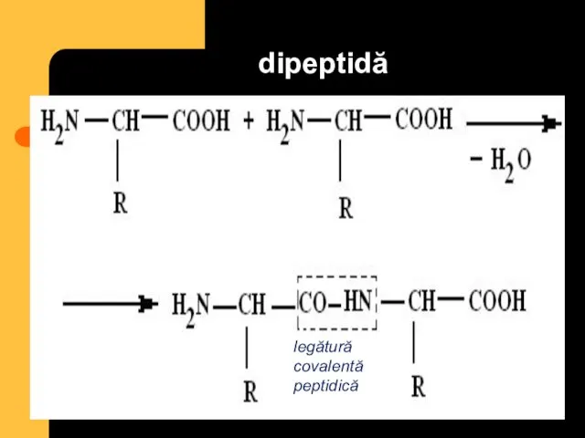 dipeptidă legătură covalentă peptidică