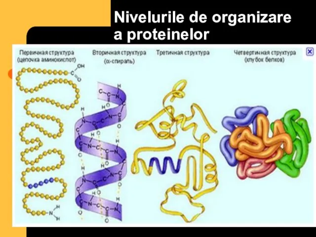 Nivelurile de organizare a proteinelor