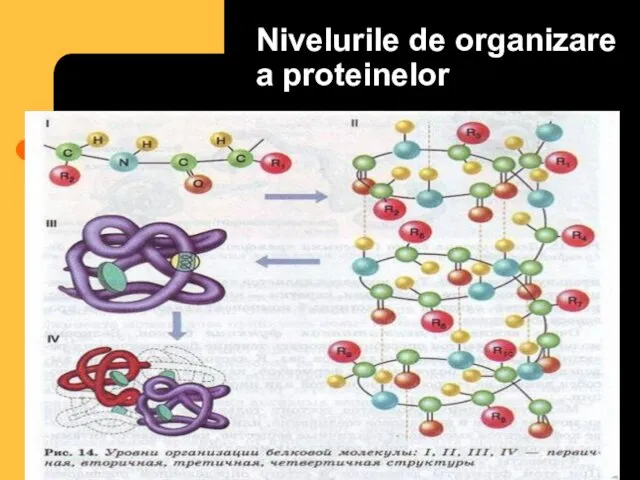 Nivelurile de organizare a proteinelor