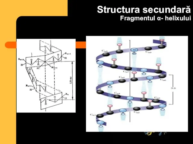 Structura secundară Fragmentul α- helixului