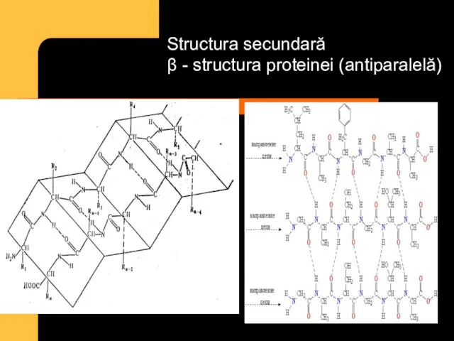 Structura secundară β - structura proteinei (antiparalelă)