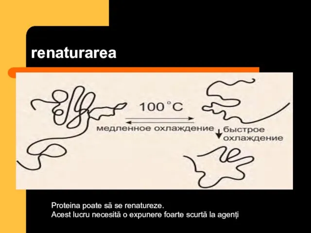 renaturarea Proteina poate să se renatureze. Acest lucru necesită o expunere foarte scurtă la agenți