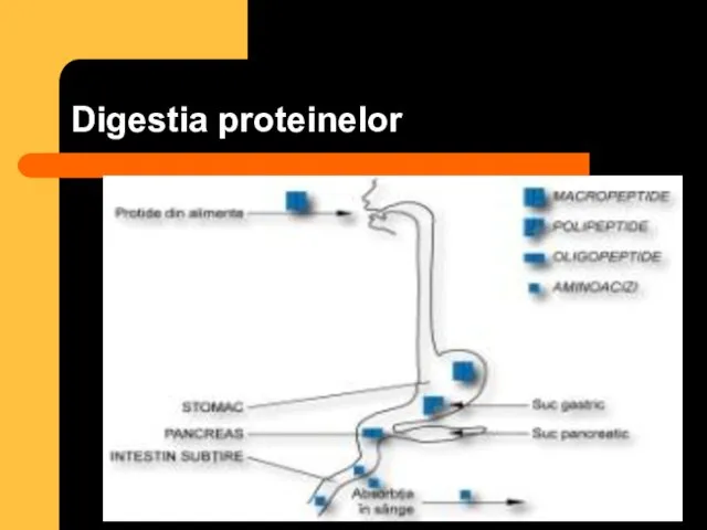 Digestia proteinelor