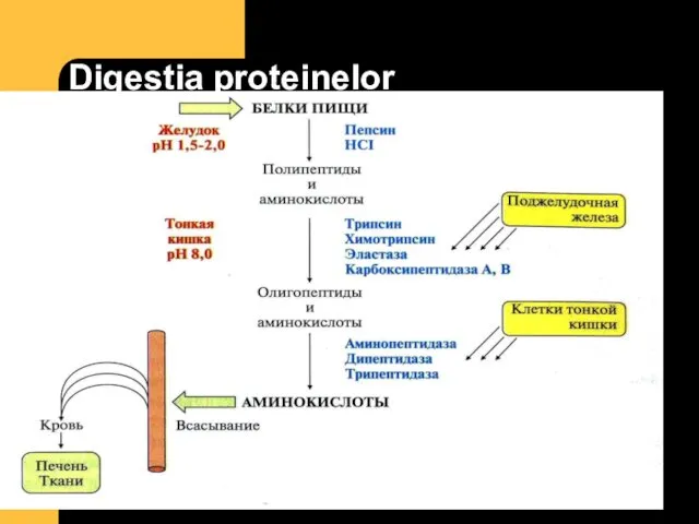 Digestia proteinelor