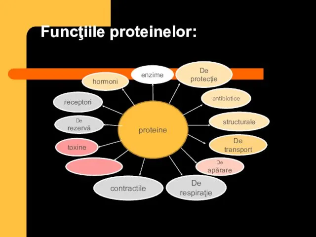 Funcţiile proteinelor: proteine enzime De protecţie antibiotice structurale contractile De apărare
