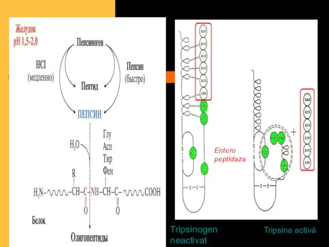Entero peptidaza Tripsina activă Tripsinogen neactivat