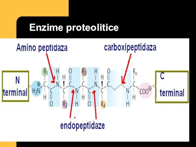 Enzime proteolitice