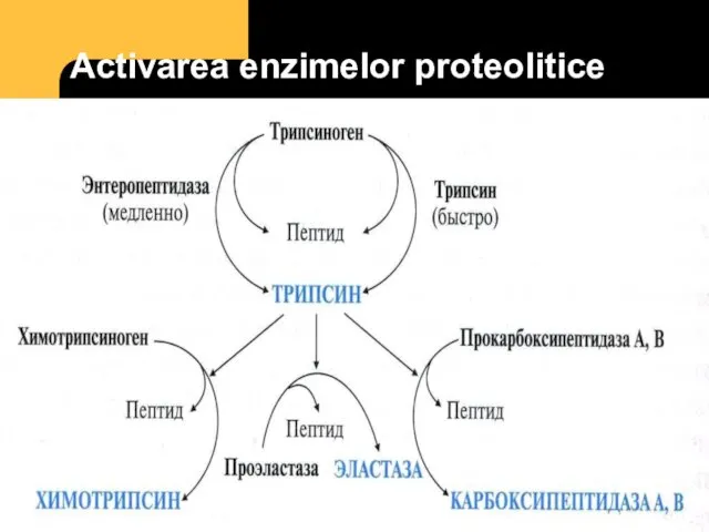 Activarea enzimelor proteolitice