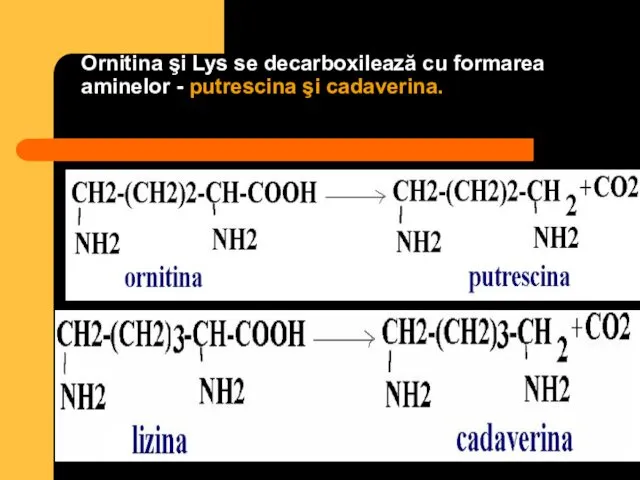 Ornitina şi Lys se decarboxilează cu formarea aminelor - putrescina şi cadaverina.