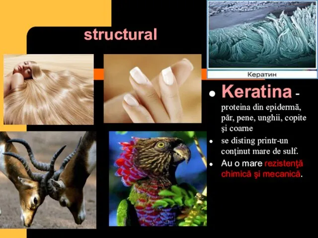 structural Keratina - proteina din epidermă, păr, pene, unghii, copite şi