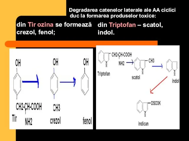 Degradarea catenelor laterale ale AA ciclici duc la formarea produselor toxice: