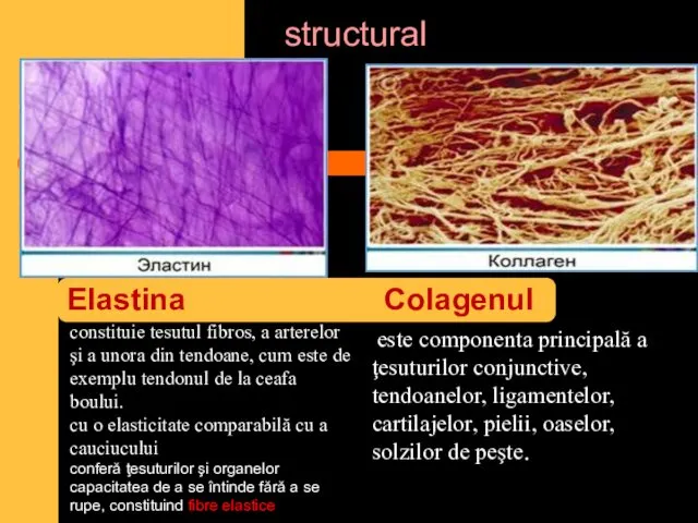 structural Elastina Colagenul este componenta principală a ţesuturilor conjunctive, tendoanelor, ligamentelor,