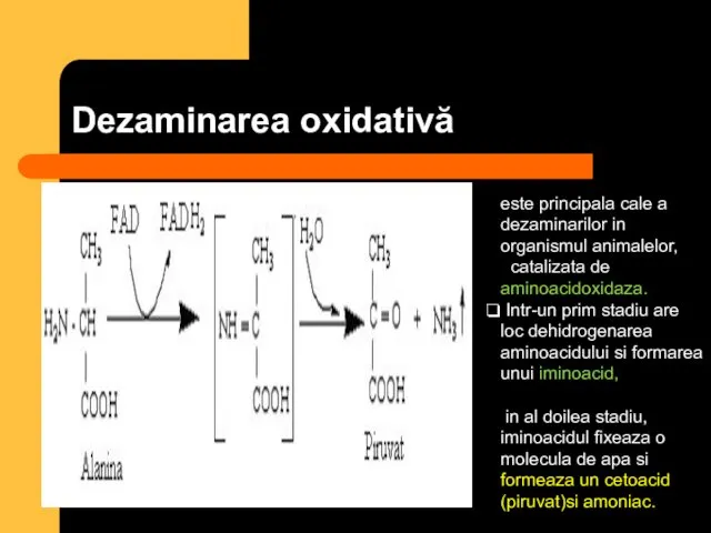 Dezaminarea oxidativă este principala cale a dezaminarilor in organismul animalelor, catalizata