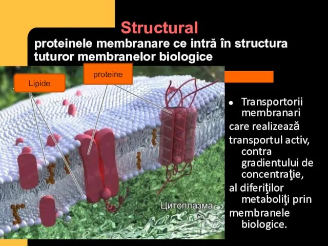 Structural proteinele membranare ce intră în structura tuturor membranelor biologice Transportorii