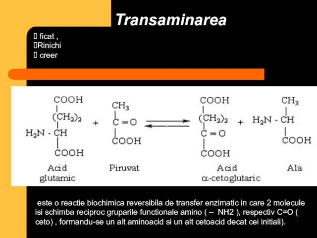 Transaminarea este o reactie biochimica reversibila de transfer enzimatic in care