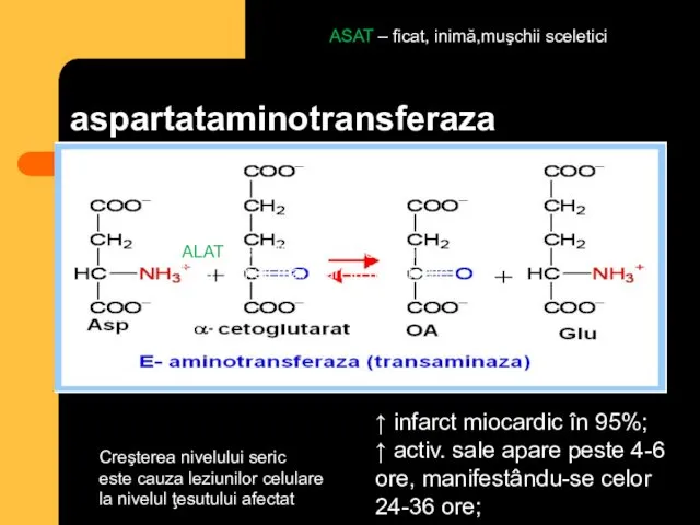 aspartataminotransferaza ASAT – ficat, inimă,muşchii sceletici ALAT – se află în