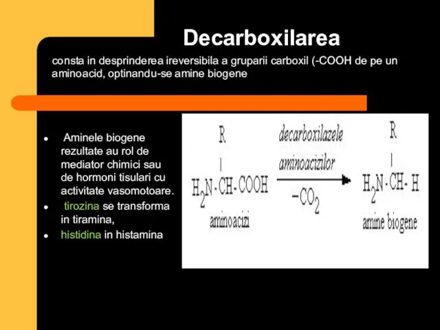 Decarboxilarea Aminele biogene rezultate au rol de mediator chimici sau de