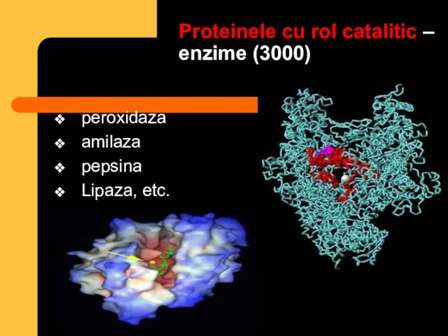 Proteinele cu rol catalitic – enzime (3000) peroxidaza amilaza pepsina Lipaza, etc.