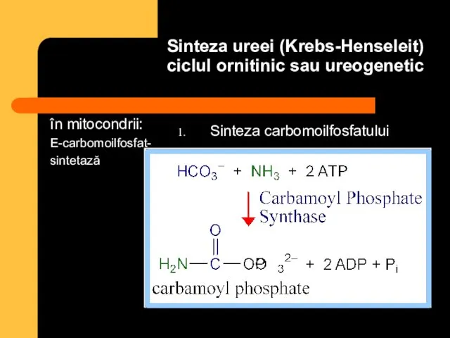 Sinteza ureei (Krebs-Henseleit) ciclul ornitinic sau ureogenetic în mitocondrii: E-carbomoilfosfat- sintetază Sinteza carbomoilfosfatului