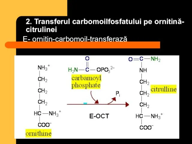 2. Transferul carbomoilfosfatului pe ornitină- citrulinei E- ornitin-carbomoil-transferază