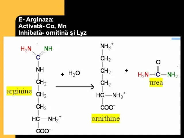 E- Arginaza: Activată- Co, Mn Inhibată- ornitină şi Lyz
