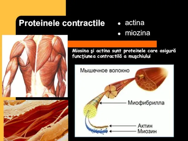Proteinele contractile actina miozina Miosina şi actina sunt proteinele care asigură funcţiunea contractilă a muşchiului