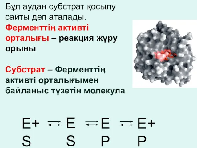 Бұл аудан субстрат қосылу сайты деп аталады. Ферменттің активті орталығы –