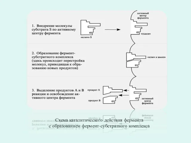 Схема каталитического действия фермента с образованием фермент-субстратного комплекса