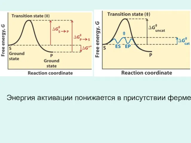 Энергия активации понижается в присутствии фермента.