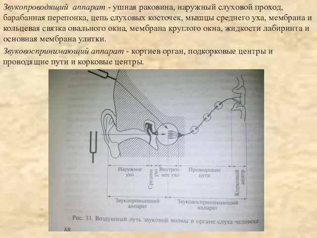 Звукопроводящий аппарат - ушная раковина, наружный слуховой проход, барабанная перепонка, цепь