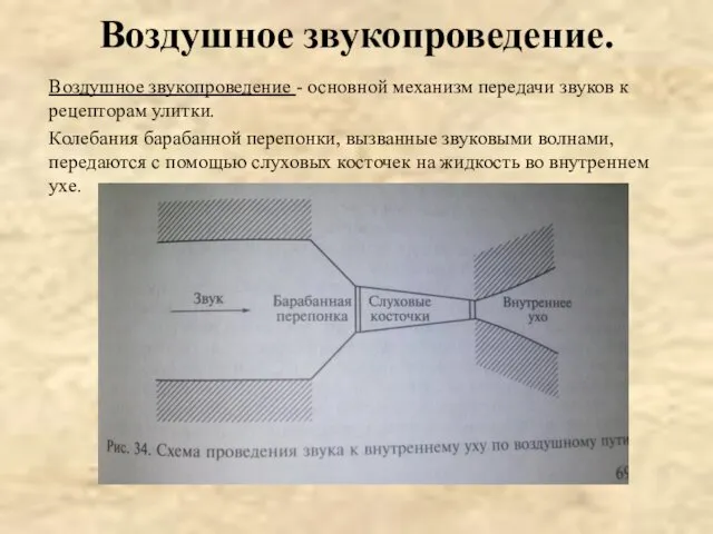 Воздушное звукопроведение. Воздушное звукопроведение - основной механизм передачи звуков к рецепторам